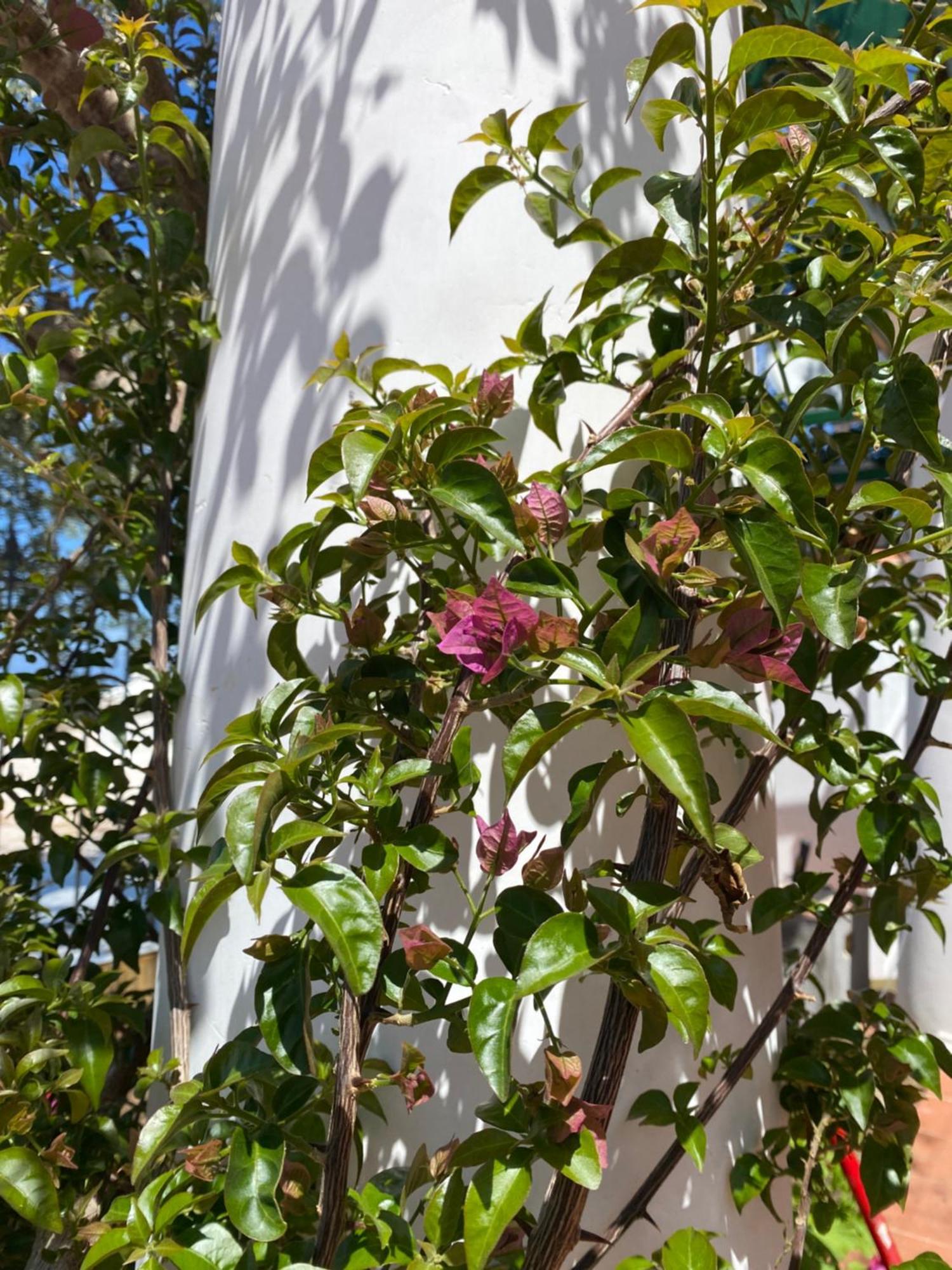 B&B La Ciammurrella Anacapri  Zewnętrze zdjęcie